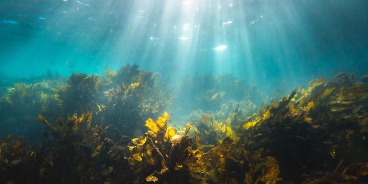 Seaweed and the surface of the ocean with the sun shining down
