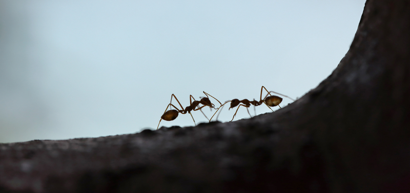 Myrerne på  tur