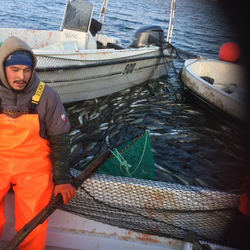 Naturresursrådet i Attu vid Grönlands västkust
