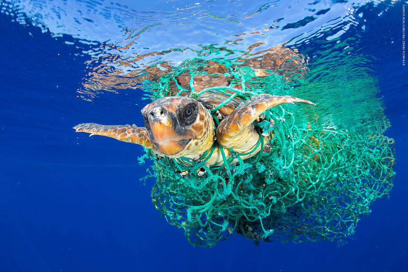 WWF Världsnaturfonden