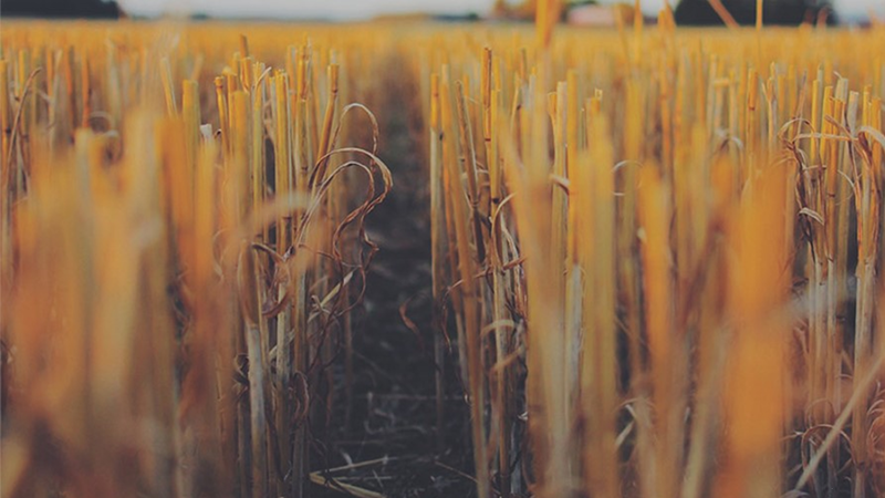 Rethinking with Bioeconomy 