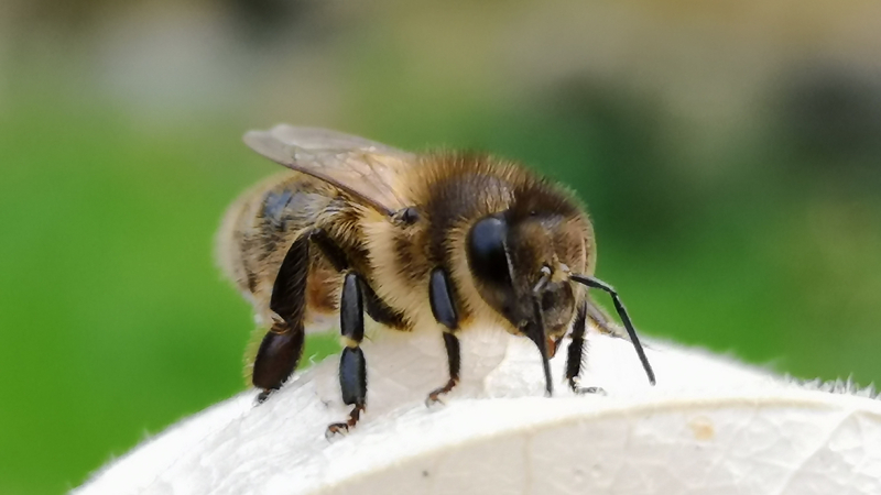 det utrotningshotade nordiska bruna biet