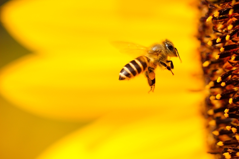 Bees