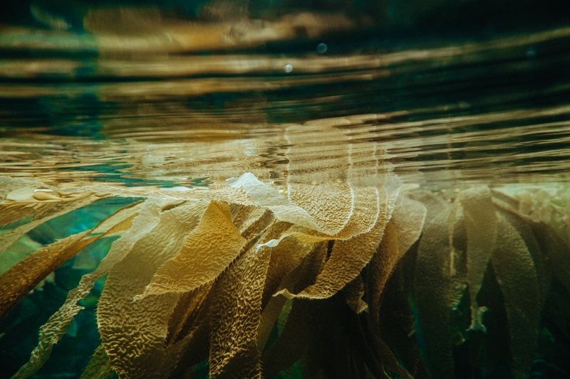 Seaweed floating in the ocean