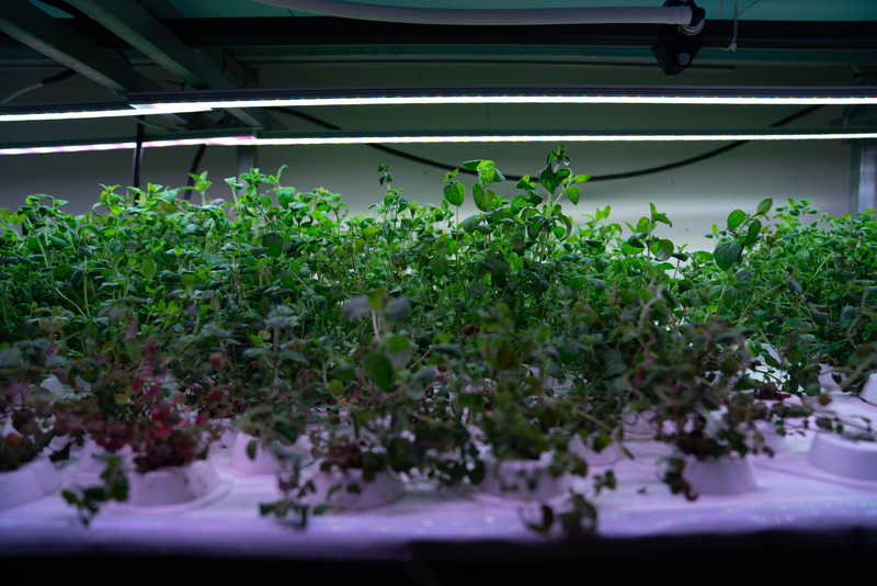 Greenlandic Greenhouse