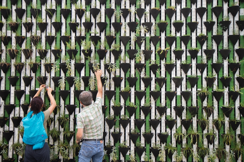 people planting on a wall