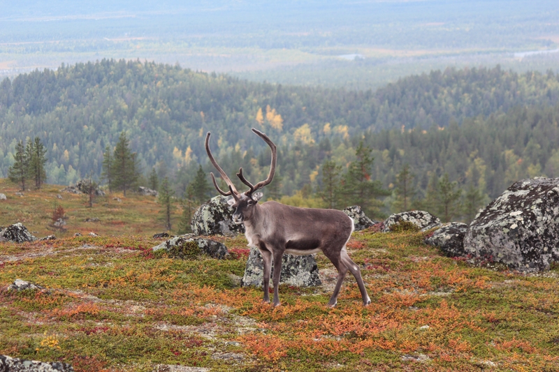 Reindeer in the mountains