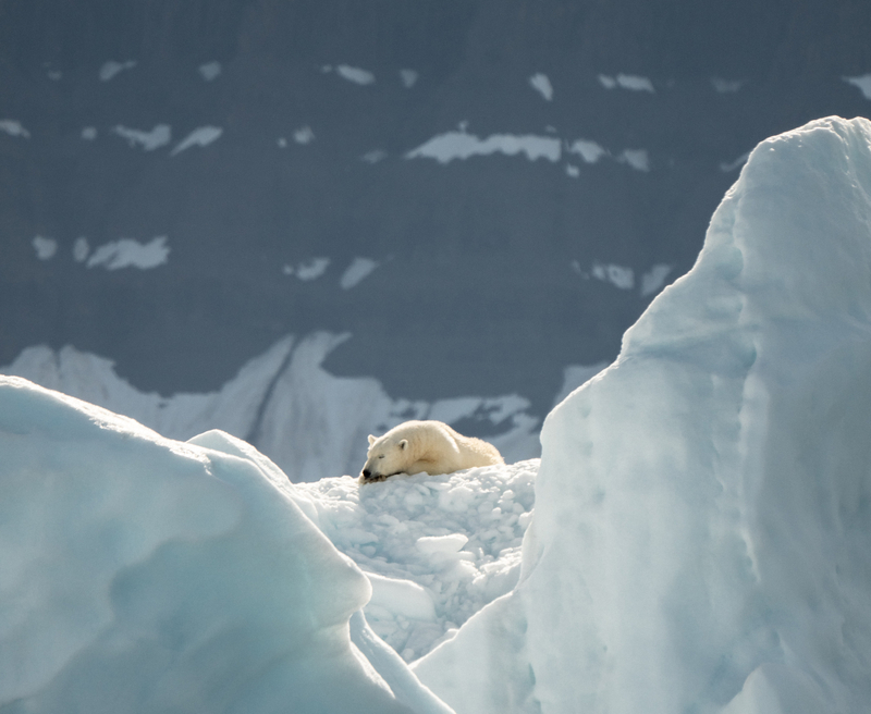 Isbjørn på isfjell