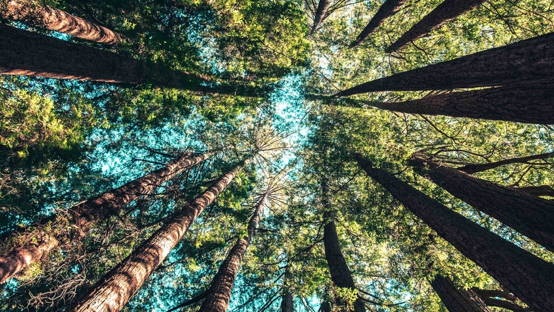 Nature, trees