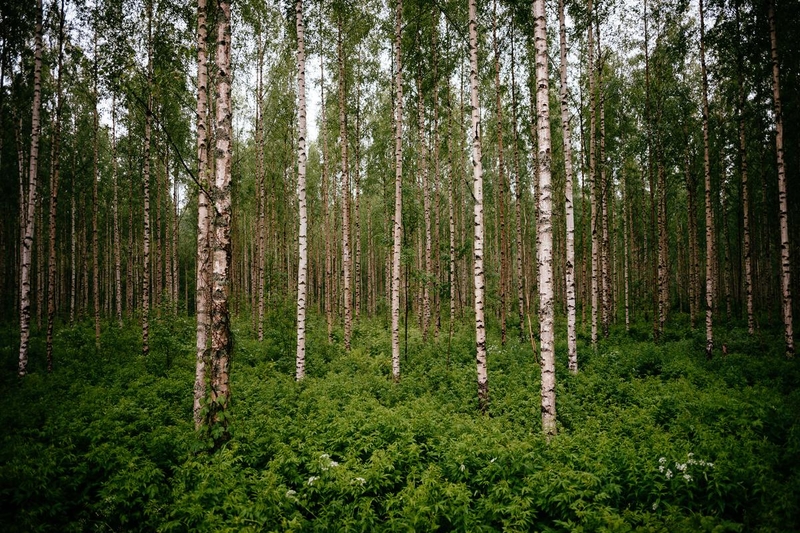 Forrest of Birch trees