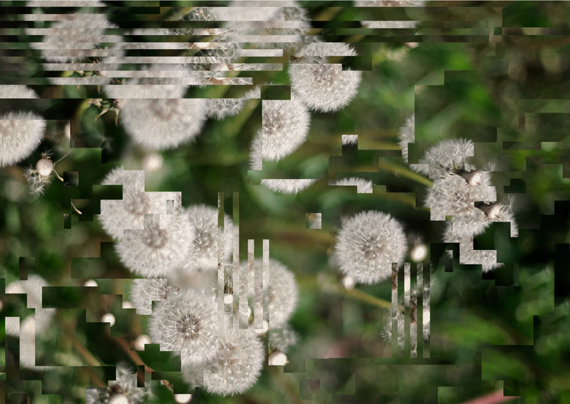 A close-up photo of some dandelions, but the image is slightly distorted by digital artefacts.