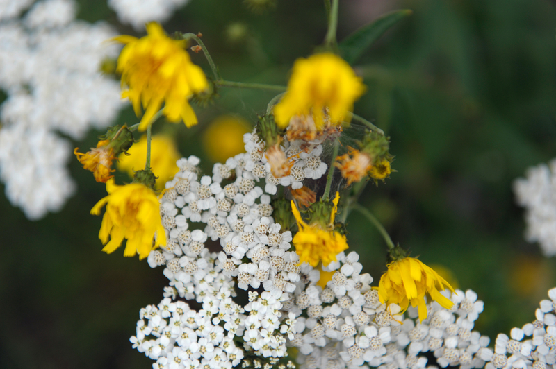 Blommor