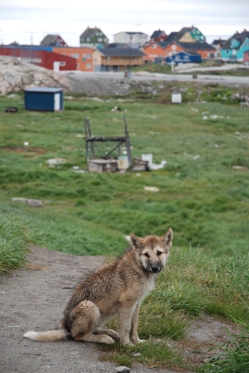 En liten hund i Ilulissat