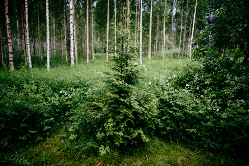 Grantræ i skov