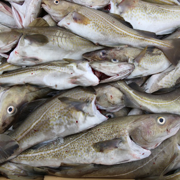 Fisk