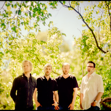Dans Les Arbres