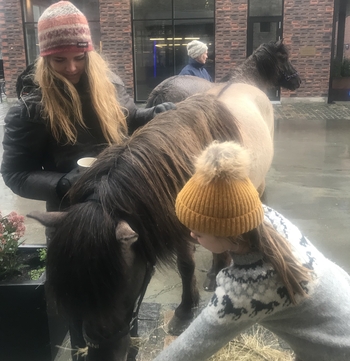 Islandske heste 