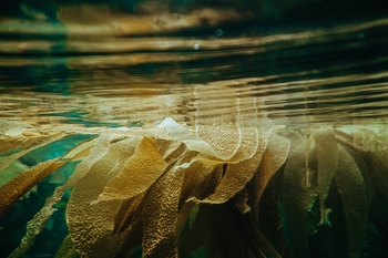 Nordic Ministerial Declaration on Biodiversity, Oceans and Climate