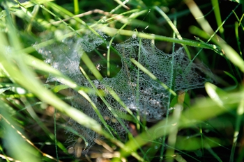 Spindelvæv i græsset