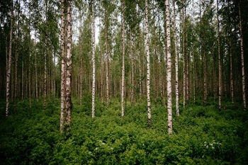 Birketræer i en skov