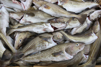Fisk