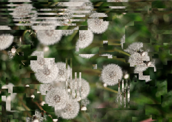 A close-up photo of some dandelions, but the image is slightly distorted by digital artefacts.