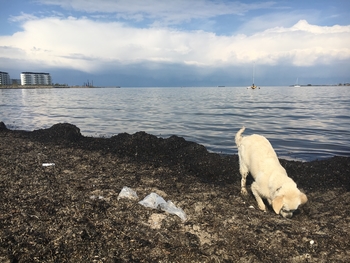 Plast på strand